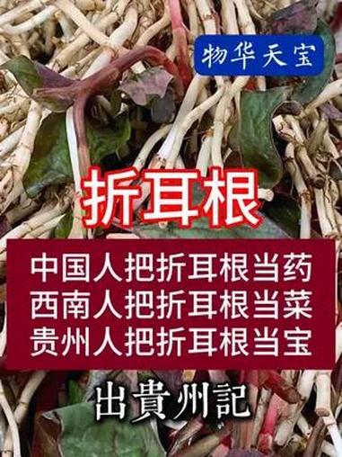中国人把折耳根当药,西南人把折耳根当菜,贵州人把折耳根当宝 折耳根 戒不掉的贵州味道 贵州
