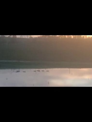 晚霞映水,鸭戏自由间 这是一幅无比美妙的画面:晚霞映水面,鸭子自由自在地戏水。当夕阳的余晖