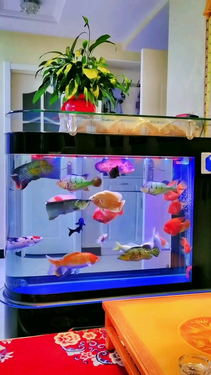 皇冠三间,鹦鹉鱼,锦鲤,地图,银龙,混养,