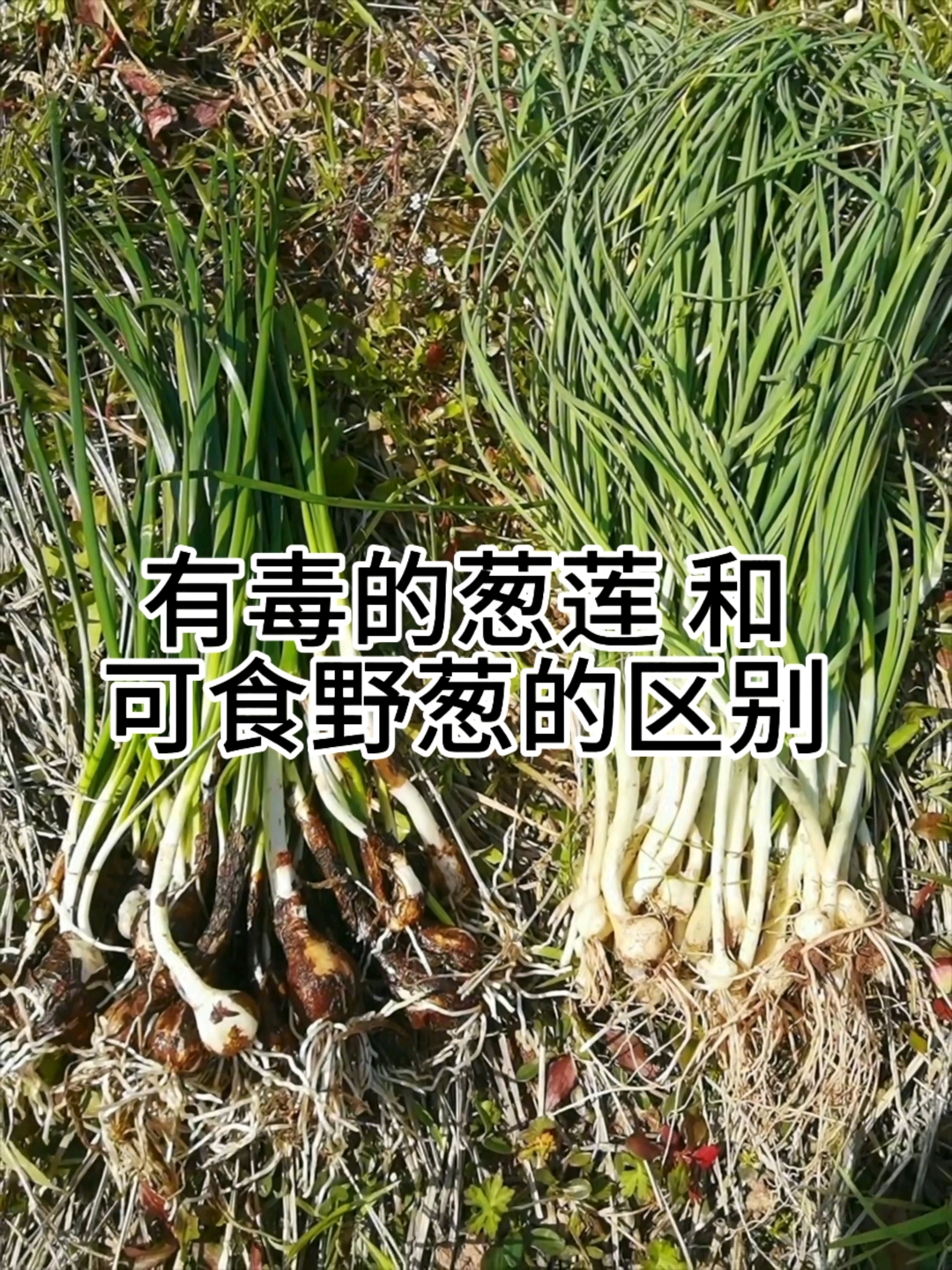 这种与野葱(薤白)极为相似的植物,大家一定要认识,误食会中毒
