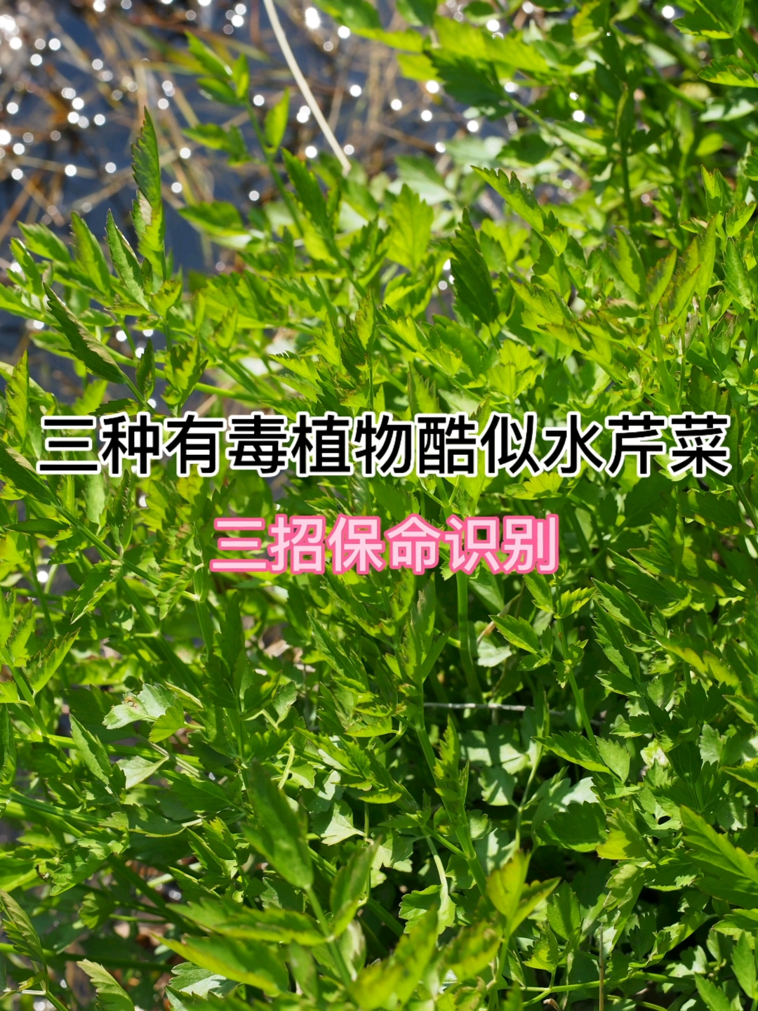 三种有毒植物酷似水芹菜,误食可能会致命!3招保命识别。