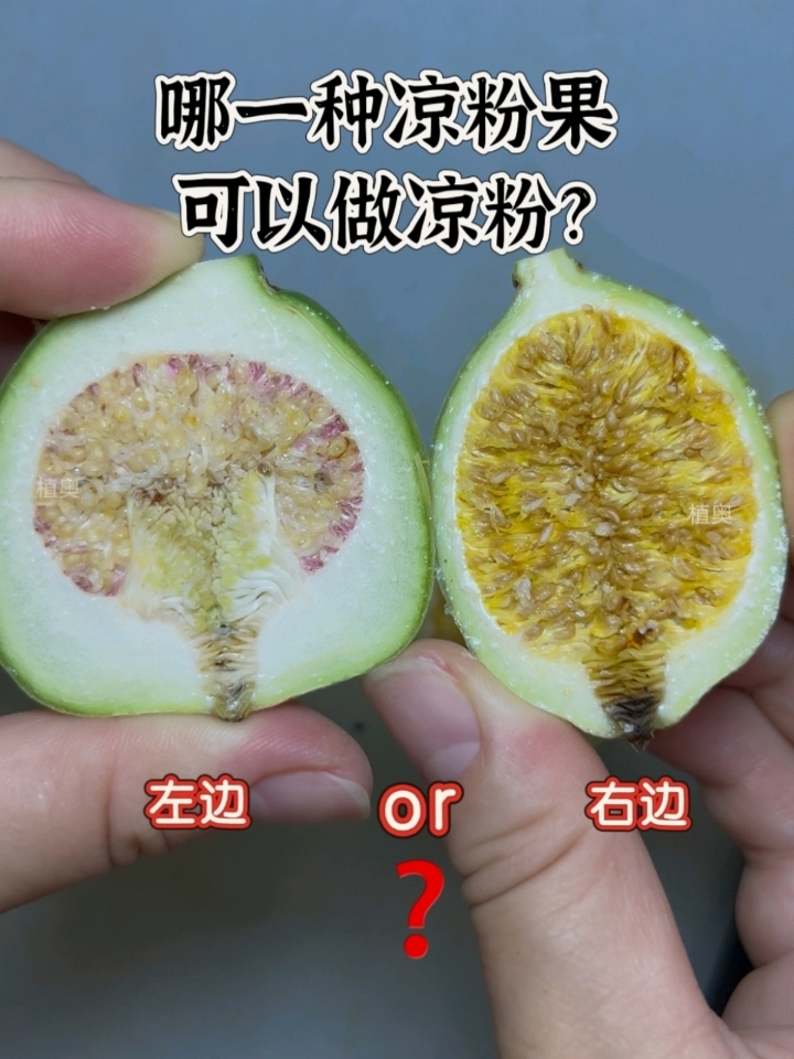 并不是所有的凉粉果都可以做凉粉,教你三招辨公母!