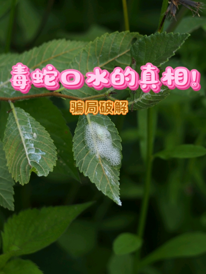 毒蛇“口水”骗局破解!毒蛇不再背锅!凶手竟是会吐泡泡的小可爱