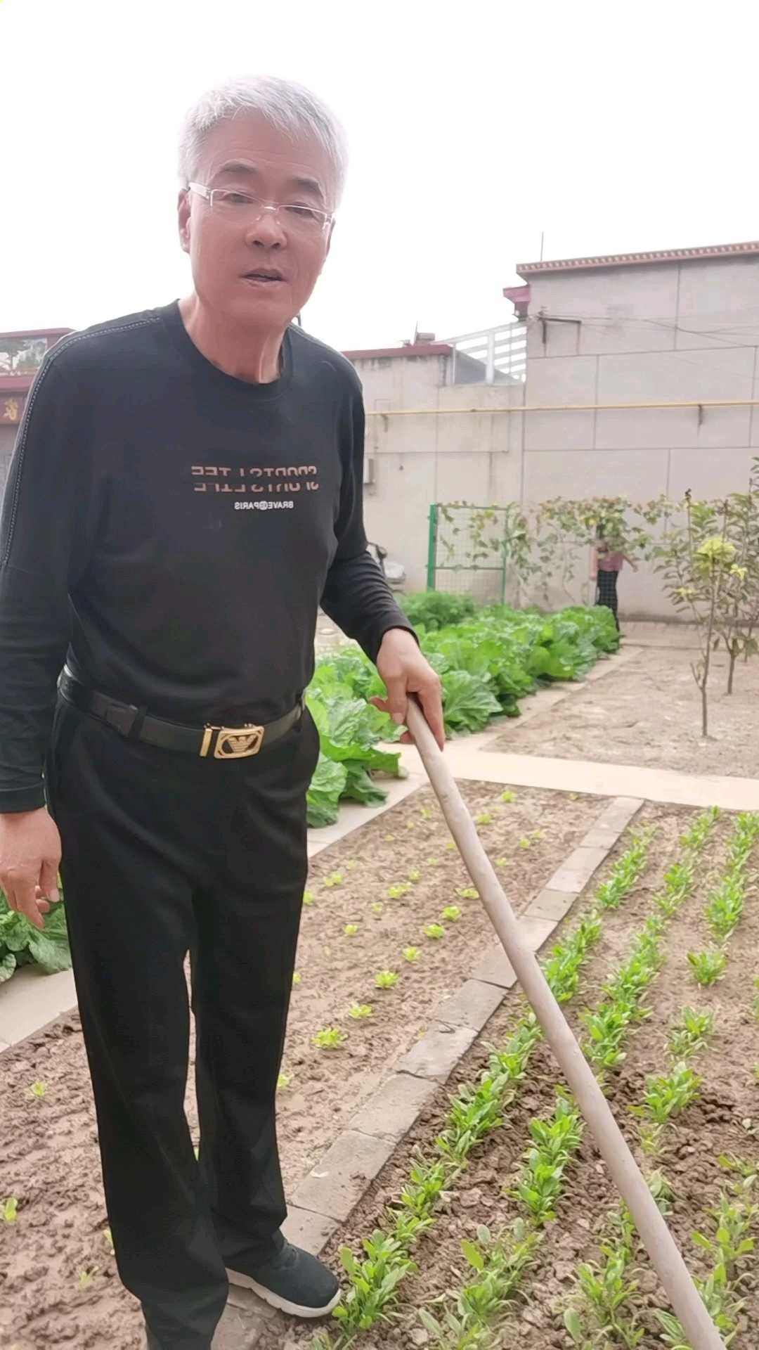 越冬菠菜的种植方法
