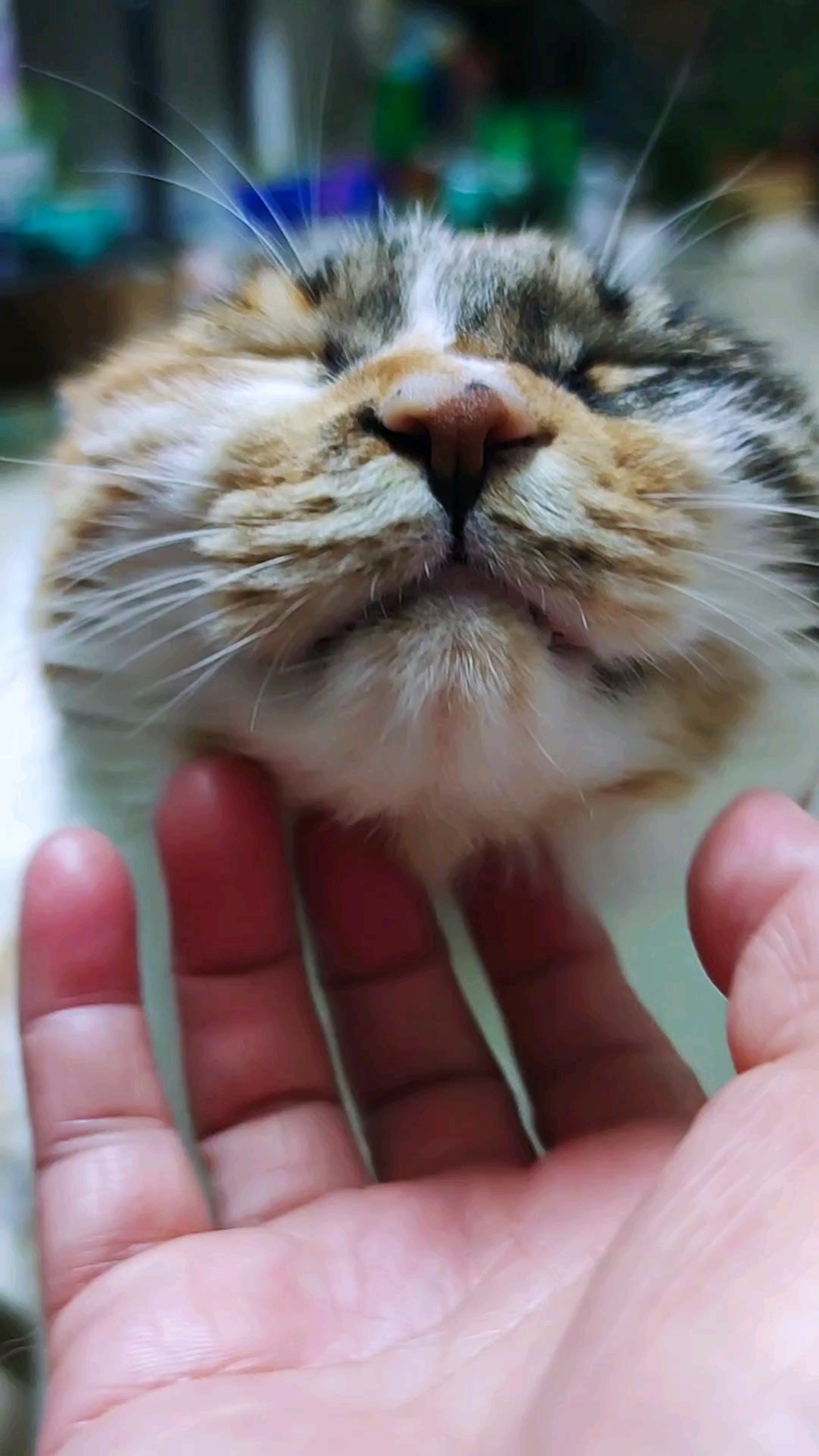 你们家的猫都叫什么名字呢?