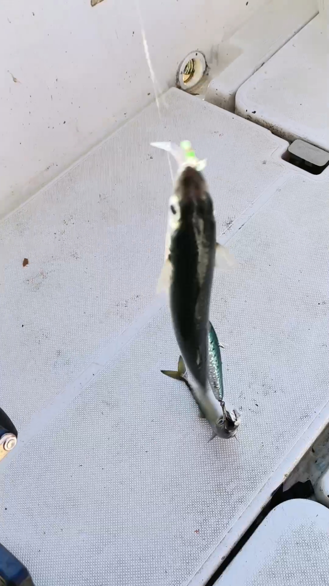 用花鲅鱼当鱼饵钓大鱼