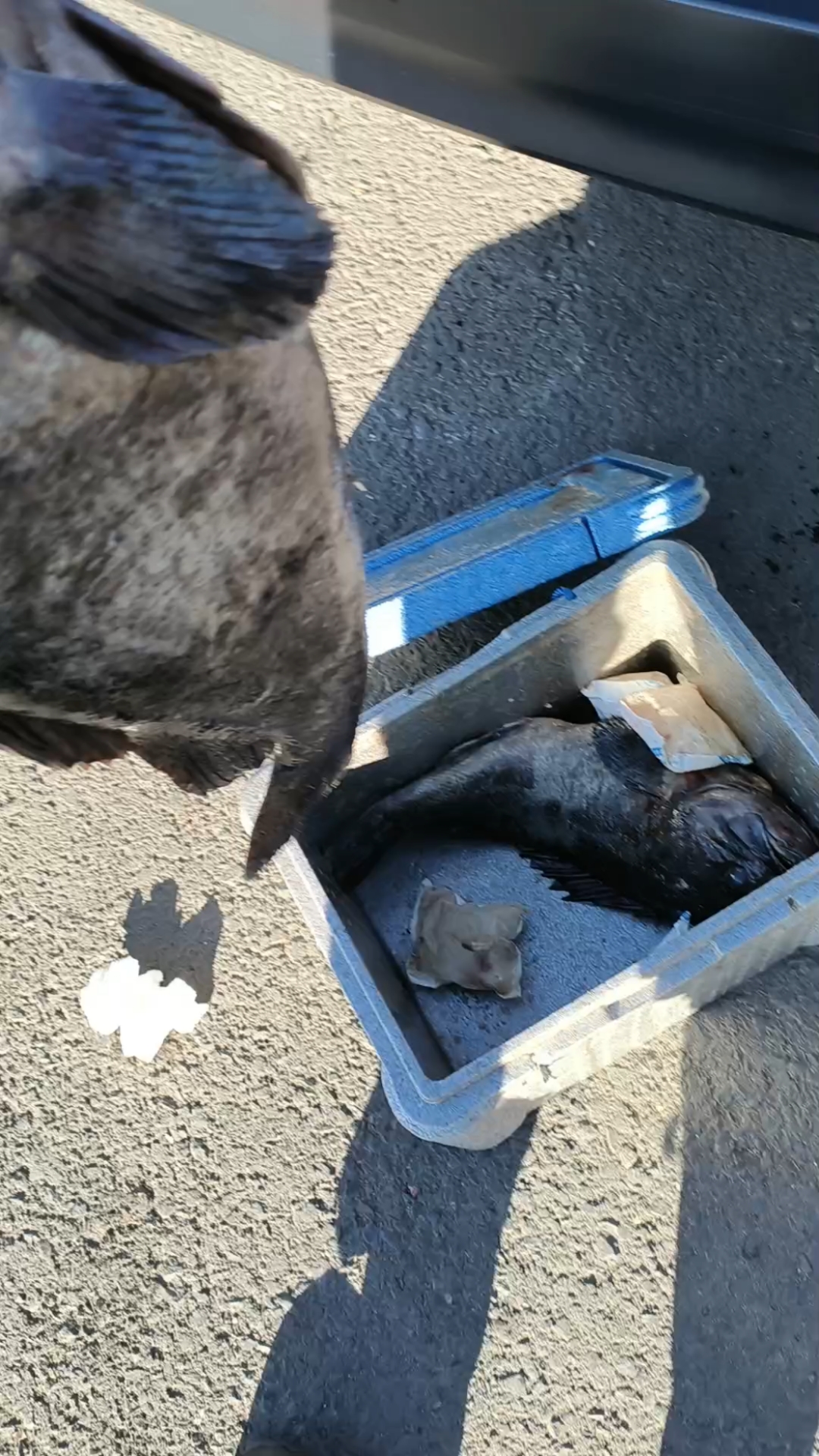 看看我猫哥在大连自己钓的大黑鱼,给我邮来了这海鱼,嘎嘎好吃