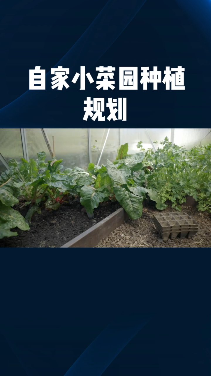 四季小菜园规划指南:300平高效种植