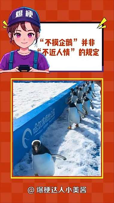 在南极,用手抚摸企鹅是违法的行为 企鹅 科普 哈尔滨 动物