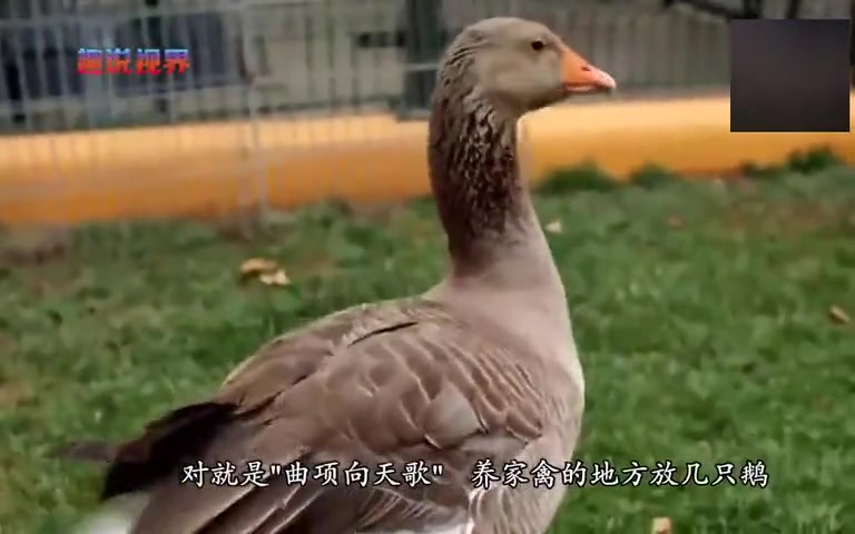 黄鼠狼的天敌是什么你知道吗!没想到竟然是这个啊