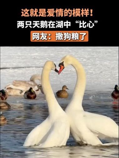 这就是爱情的模样!两只天鹅在湖中“比心”,网友:撒狗粮了