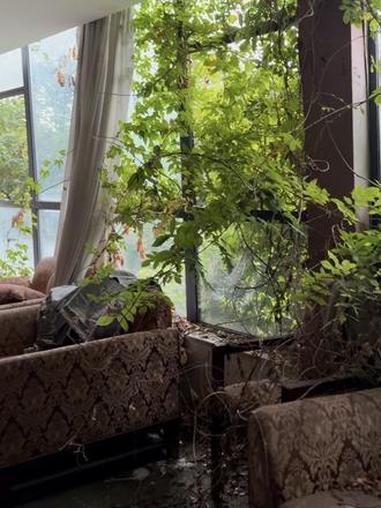 梦核会议中心酒店 人类消失后植物接管酒店,植物和沙发呈现出梦核美感,沙发很适合拍照,一切寂