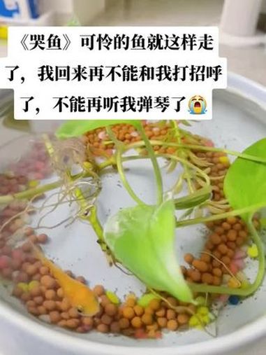 《哭鱼》鱼死了 伤心 这条鱼养了大半年了,每天回来你都要扬起头嘴里发出声音和我打招呼,每次