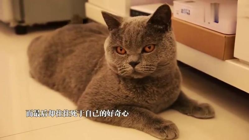 为什么总说好奇害死猫好奇真的会害死猫么 搞笑 萌宠 好看视频