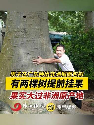 男子在广东种出非洲猴面包树,有两棵树提前挂果,果实大过非洲原产地。(出镜:白靖;实习编辑: