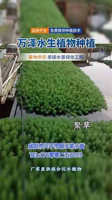 咸阳市兴平市厂家直供组合沉水植物,协同净水降本增效,存活久效果稳定。支持方案定制,批量订购