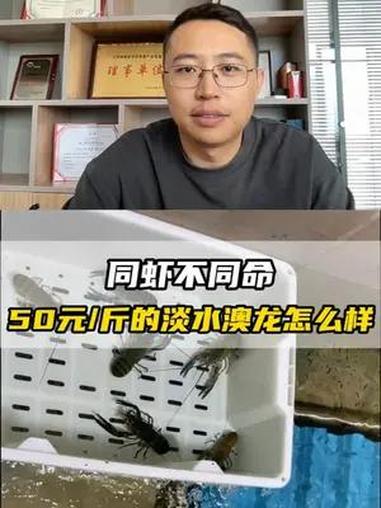 同虾不同命!50元/斤的淡水澳龙怎么样?水产养殖 澳洲淡水龙虾养殖 小龙虾养殖 水产人