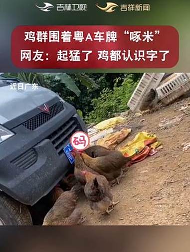 鸡群围着粤A车牌“啄米”，网友：起猛了，鸡都认识字了！小鸡啄米