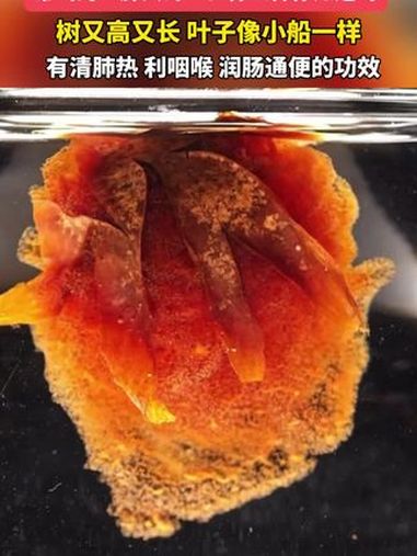 常喝的“胖大海”长什么样你知道吗 健康五华 胖大海的功效与作用 胖大海泡水喝的正确方法