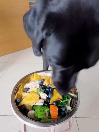 黑萌萌没吃过兔子肉。玉米饼卷兔子肉安排上!是否好吃,看萌萌的。导盲犬