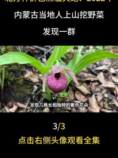 北方种群已濒临灭绝!2022年,内蒙古当地人上山挖野菜,发现一群