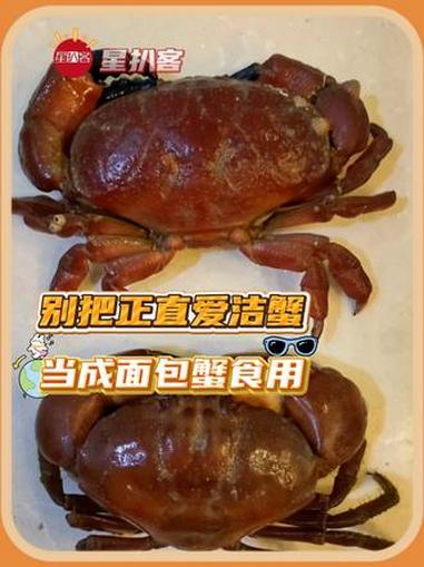 比蓝环章鱼还容易误食的食物来了 正直爱洁蟹 面包蟹 海鲜 剧毒 万万没想到