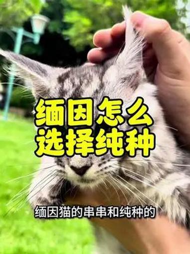 缅因猫应该如何挑选 银虎斑缅因 萌宠推荐官 如何避免选串串缅因猫 纯种猫