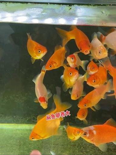 这些苗子中最稀罕这两个小红头了……养鱼日记 观赏鱼 金鱼