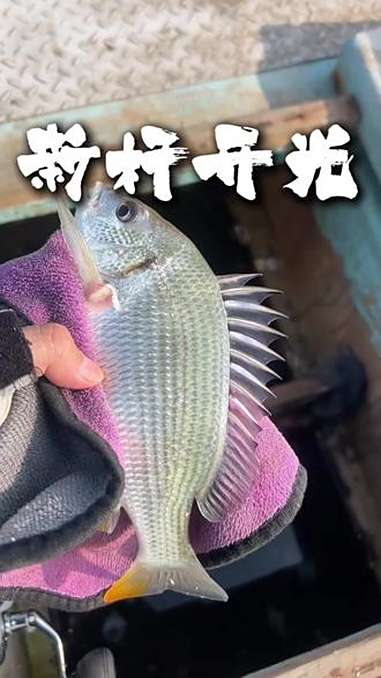 新杆子解锁大黄,成功开光。一个人,一条船,一盒海蜈蚣,家门口出来海钓玩一上午。户外钓鱼 海