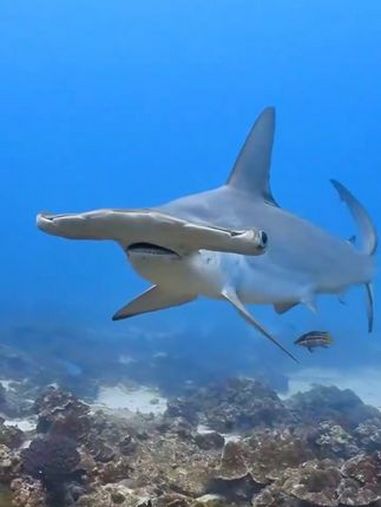 欢迎来五彩斑斓的浩瀚海洋,仿佛身临其境看 海底世界 奇妙的海洋生物 海洋生物 海鳗 大鲨鱼