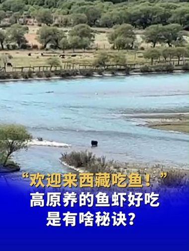 “欢迎来西藏吃鱼!”高原养的鱼虾好吃是有啥秘诀?铸牢共同体中华一家亲 雪域高原焕新貌