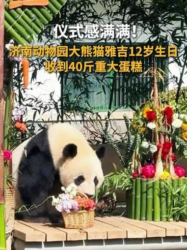 仪式感满满！大熊猫雅吉12岁生日收到40斤重大蛋糕 #济南动物园 #大熊猫 #雅吉