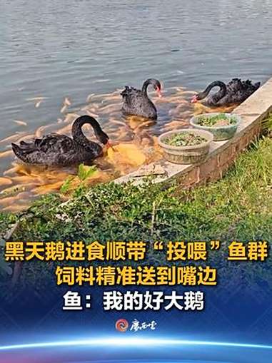 近日,崇左网友拍到黑天鹅进食时,鱼群簇拥过来抢夺天鹅嘴边的食物残渣,形成了“鹅喂鱼”的景象