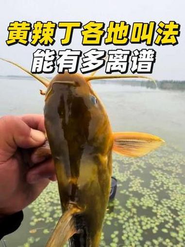 同一条鱼，全国各地叫法能有多离谱？#黄辣丁 #黄颡鱼 #钓鱼 #涨知识 #奇葩