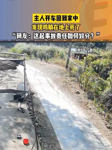 主人开车回到家中,发现鸡躺在地上死了,这责任该如何划分呢?