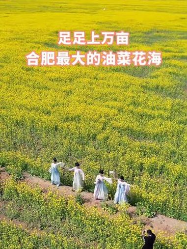 足足上万亩!打卡合肥最大的油菜花海 一键进入春日油菜花田