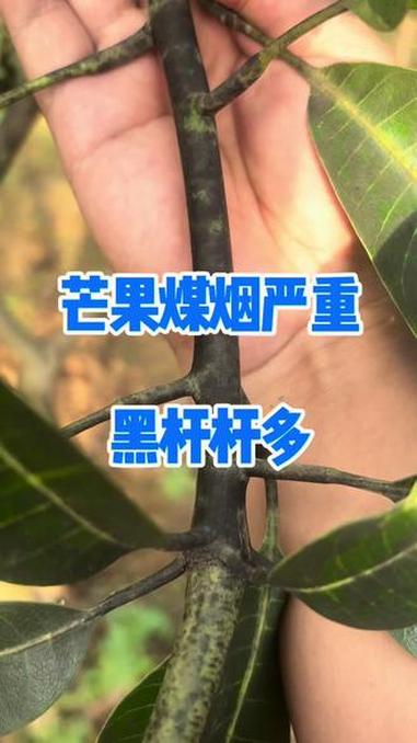 芒果煤烟病严重需重视去处理 芒果病虫害防治 农业种植 种植知识