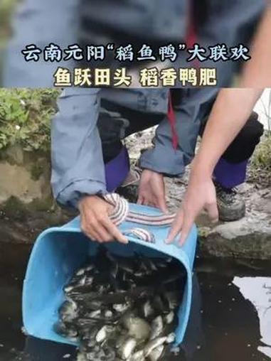 近日,云南省元阳县推广“稻鱼鸭”综合种养模式,开展示范区,提升梯田综合收益