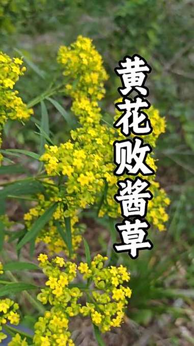 败酱草 有黄花和白花两种，没开花时候 基本分辨不出来，我们这里叫它苦菜，可以吃的，味道微苦