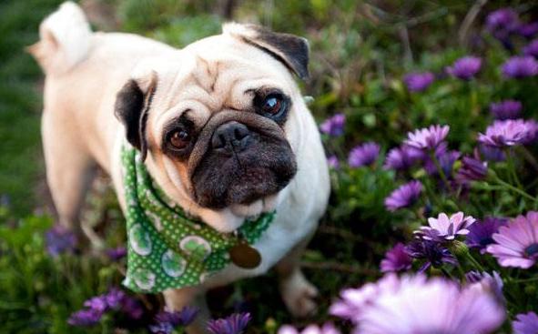 最好养的狗 baijiahao.baidu.com