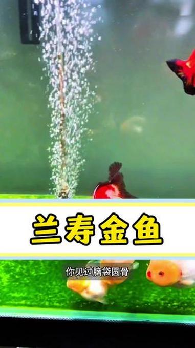 你见过这种兰寿金鱼吗 #科普 #科普知识 #兰寿金鱼 #金鱼