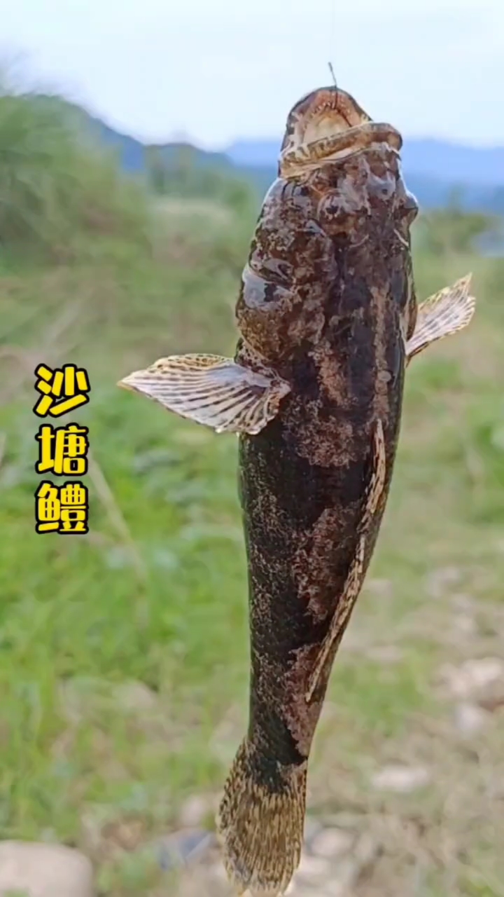 你们都叫它啥鱼啊