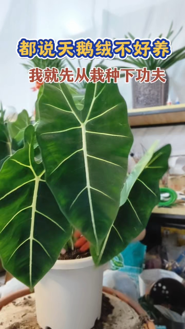 天鹅绒能不能养活，栽种很关键