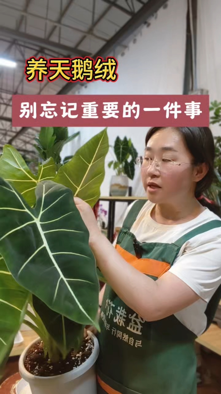 养护天鹅绒需要注意什么