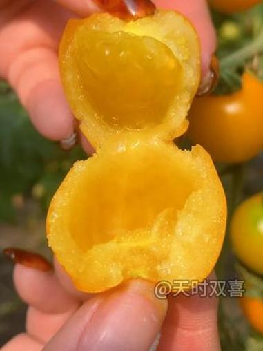 会爆汁的热带水果味小番茄,花盆就能种,今年必种!#番茄种植 #阳台种菜 #梦想迷恋