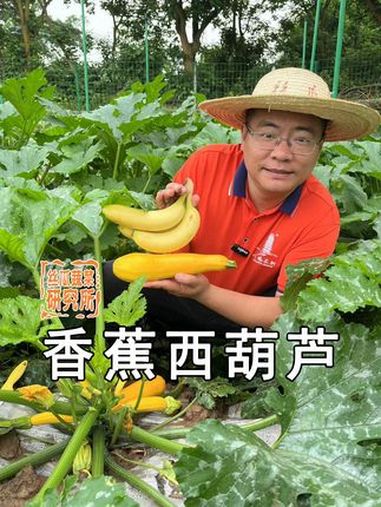 香蕉西葫芦产品介绍 这个西葫芦可不简单、外形和颜色似香蕉、口感也不错,想知道详情,请给我们