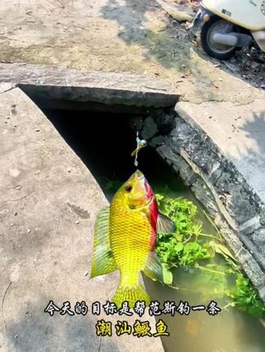 路亚代钓 潮汕鳜鱼养在40鱼缸非常猛 路亚 路亚新手入门教程 钓鱼的乐趣只有钓鱼人懂 野钓
