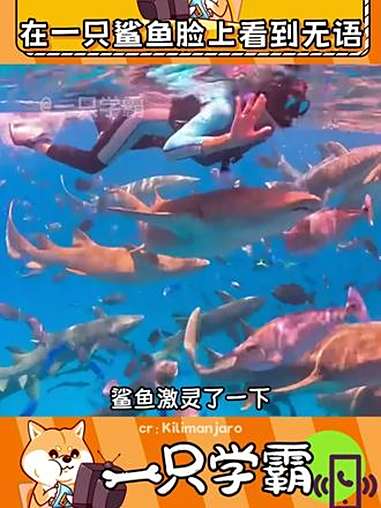 属于是海洋交通事故了 神奇动物在抖音 动物 护士鲨鱼 动物的迷惑行为 海洋