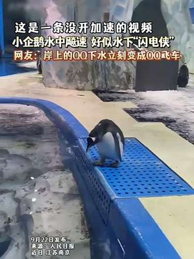 这是一条没开加速的视频,小企鹅水中飚速,好似水下“闪电侠”。网友:岸上的QQ下水立刻变成Q