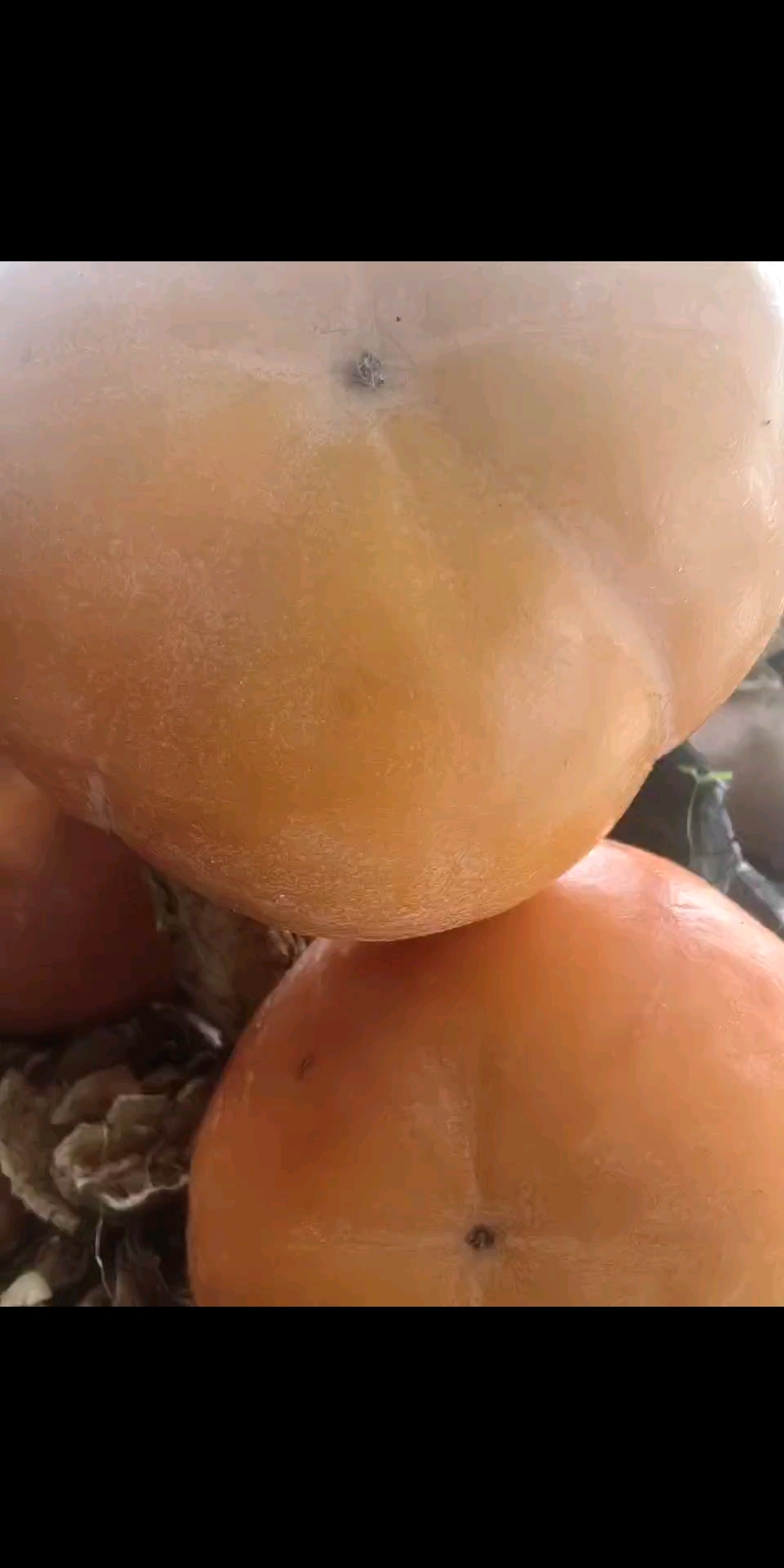 柿子树价格龙爪柿子树